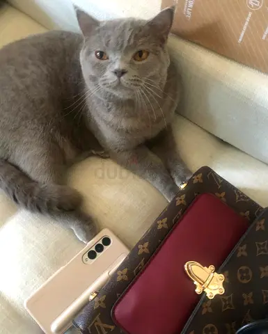 Friendly Grey British Shorthair Male Cat - Ready for Adoption