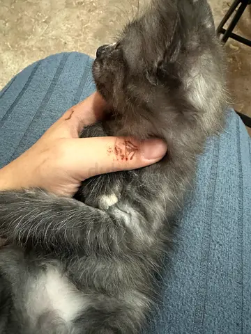 Kitten for free adoption