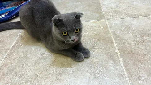 Cat for free adoption