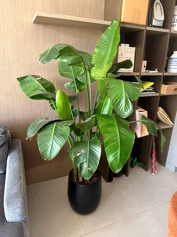 Large healthy indoor banana-style houseplant in black pot. Purchased for AED 1,250