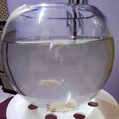 Bowl aquarium with little stone