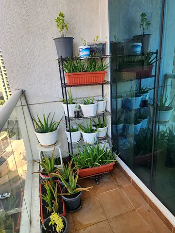 Aloe Vera plant outdoor