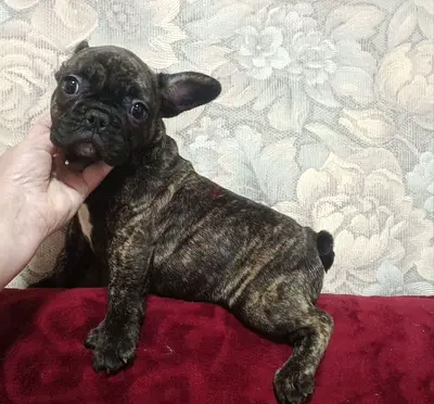 Cute female puppy