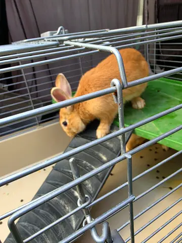 Rabbits for Free