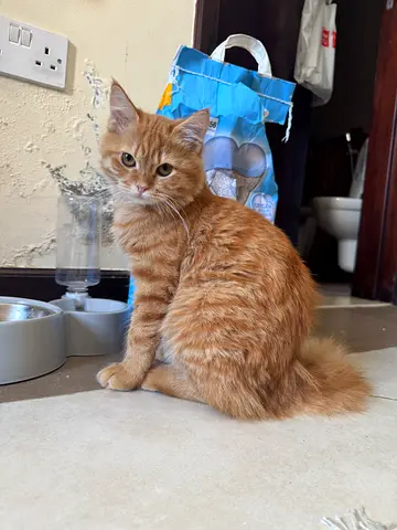Adorable 6-month-old male Persian cat looking for a loving new home.