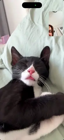 Young tuxedo cat looking for a new home - friendly and calm