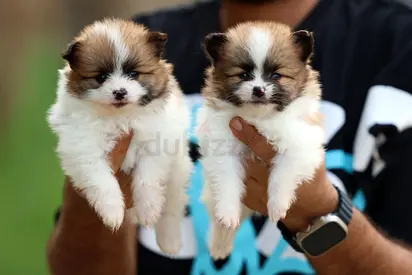 Adorable Pomeranian Puppies — Ready for New Homes