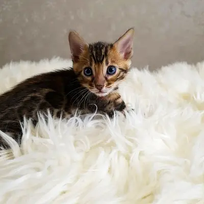 Bengal Kittens
