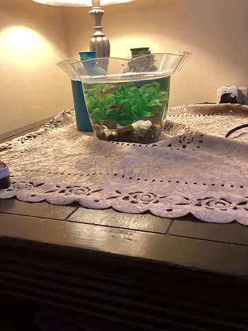 Bowl with fishes and everything for adoption urgent