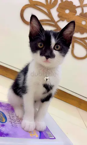 Tuxedo male kitten for the adoption