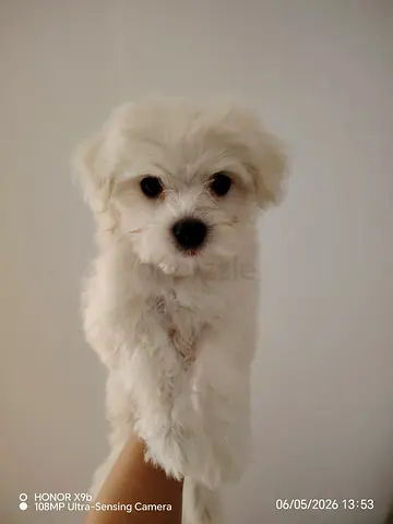 4-week-old Maltese puppy — friendly, healthy