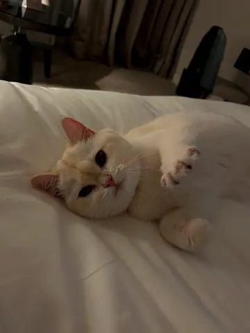 Friendly and well trained white British cat available for adoption — affectionate and calm
