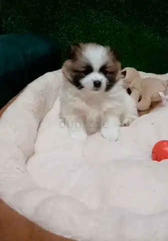 Puppys
