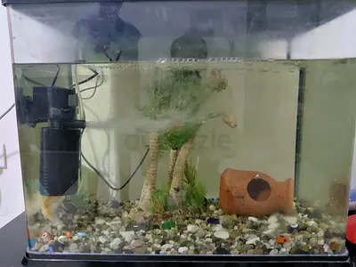 Fish Tank