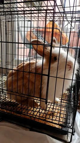 Lionhead bunny for adoption