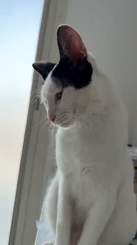 Cat for adoption