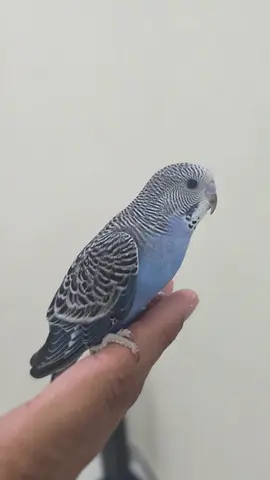 Tamed budgies