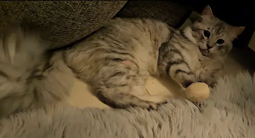 A sweet male cat