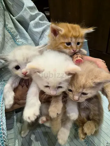 Exotic breed mother and 4 kittens