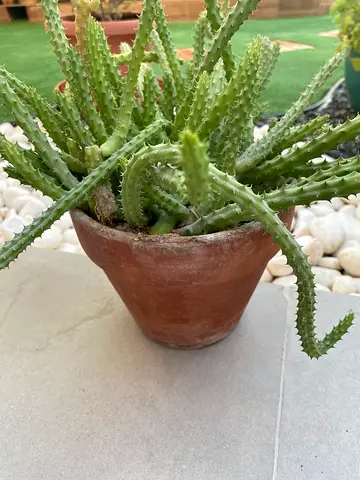 Potted succulent cactus - hardy outdoor/indoor plant