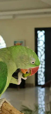 Healthy green and playful Alexandrine parrot to give away to a loving new owner - for free