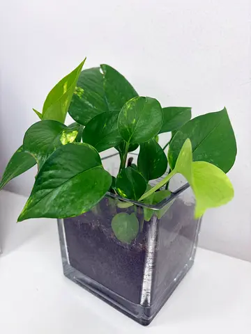 Healthy Pothos (Devils Ivy) in Glass Planter - Ready to Decorate Your Home