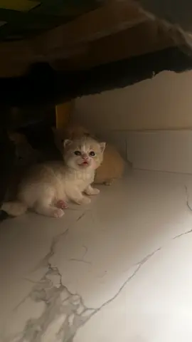 Kittens for adoption