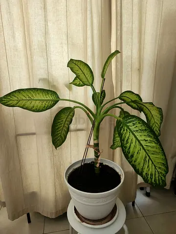 Dieffenbachia Plant