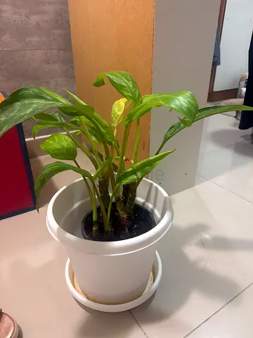 Pothos (Epipremnum) in White Self-Watering Pot - Good Condition