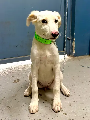 Dog for adoption