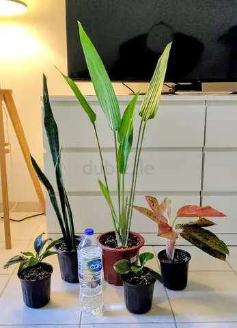 Take all 5 easy to take care  indoor plants Final price , last price , best price  90 dhs only