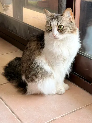 Friendly long-haired female two cats looking for a new home.