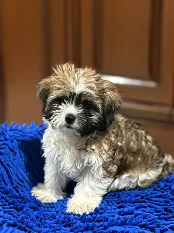 Shih tzu Puppies