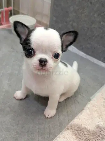 A sweet, gentle Chihuahua girl