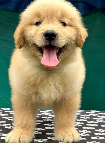 Golden Retriever Puppies