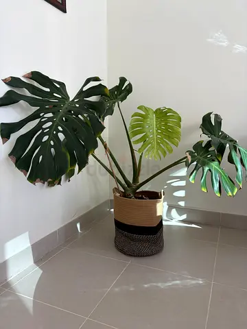 Moving out - Plants For Free