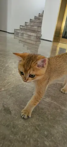 Free Kitten for adoption
