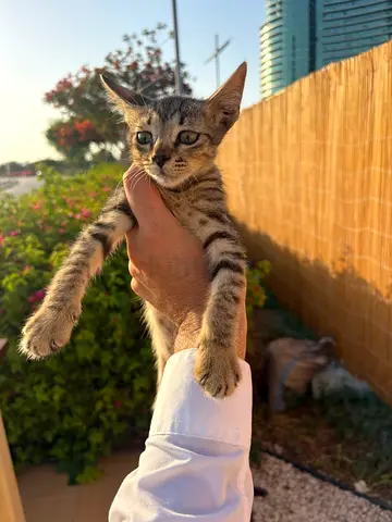 Free Kitten