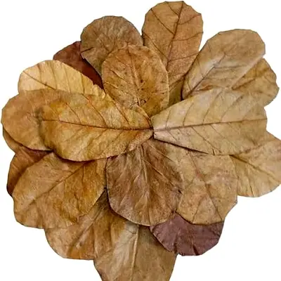 Almond leaves