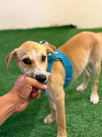 5 months old puppy for adoption