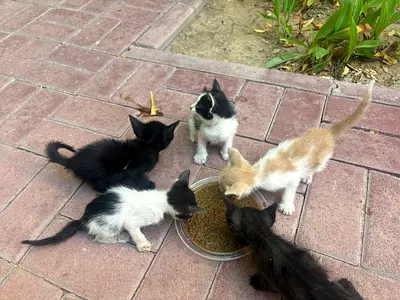 Super cute kittens for adoption