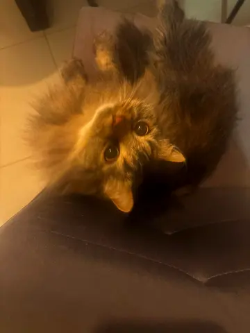 Cat for adoption