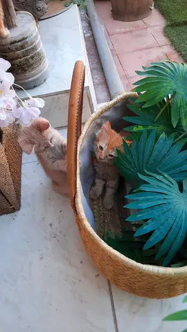 Two small kittens looking for a new home - around 6 weeks old