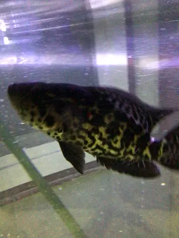 Jaguar fish (7 inch)