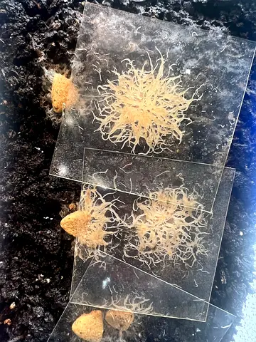 Fish live food grindal worm culture starter