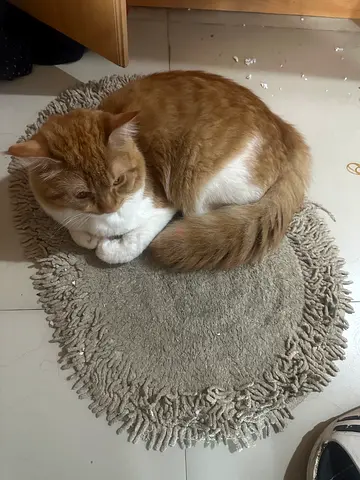 Friendly ginger-and-white cat available for adoption — indoor, calm and talkative!