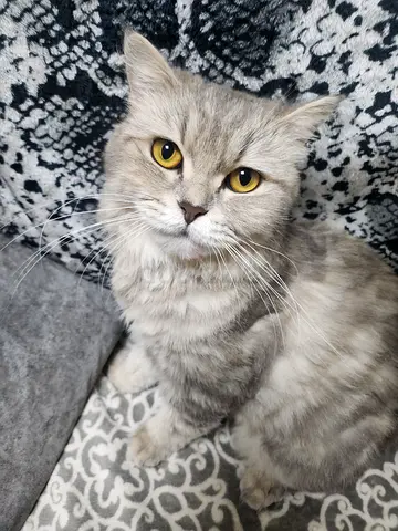 Looking for a loving home for this beautiful Persian cat If youre interested in adopting, DM