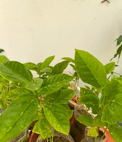 Passion fruit plant