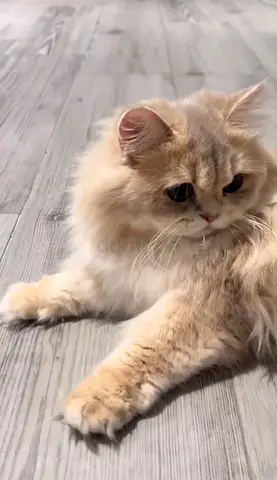 British long hair cat