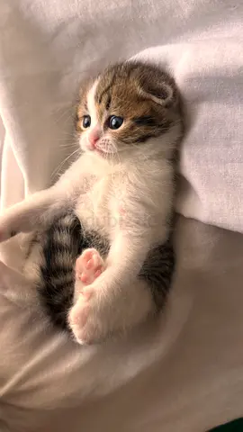 Kitten Scottish Fold, Girls
